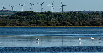 flamingo, wind Turbines, pond