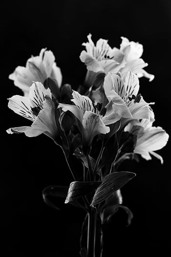 黒と白の花、 アルストロメリアの花束、 暗い背景、 モノクロ写真、 フラワーアレンジメント、 白黒写真、 見事な花、 ハイコントラスト、 エレガントな花