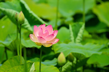 lotus, flower, beautiful Flowers, lotus Flower, flower Background, pink Flower, petals, pink Petals, bloom, blossom, aquatic Plant