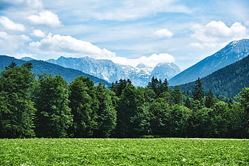 field, prairie, pasture, nature, landscape, mountains, alps, forest, wilderness, trees