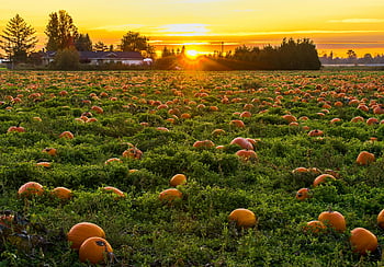 pumpkin field, sunset, Maple Ridge, BC, autumn atmosphere, vibrant pumpkins, fall season, outdoor scene, natural landscape, harvest time, orange pumpkins