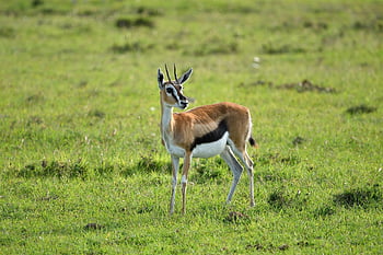 thomson's Gazelle, animal, masai Mara, africa, wildlife, nature, mammal, gazelle, gazella Thomsonii
