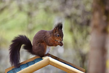 egern, gnaver, dyreliv, pattedyr, natur, skovdyr, fauna, dyr, fouragering