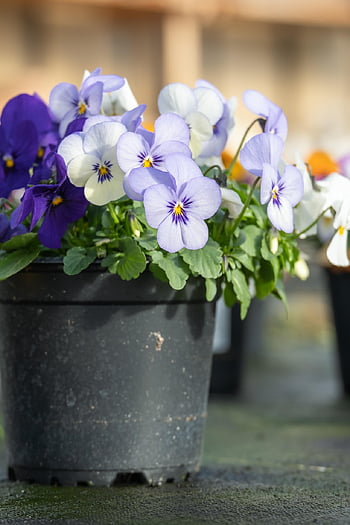amor perfeito, flores bonitas, Flor, roxa, tolet, plantar, família violeta, natureza, papel de parede flor, Primavera, venda
