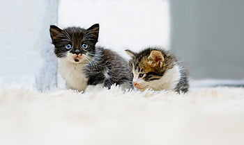 cats, nature, kittens, pets, young Cats, animals, domestic Cats, feline, mammals, fur, together