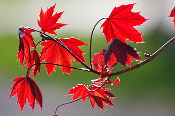 rot-Ahorn, Blätter, fallen, Herbst, Ahorn, Laub, Ast, Baum, Natur, Nahansicht, Frühling