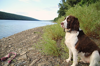 please, delete, finger Lakes, dog, lakeshore, hike, best Friend, eyes, english Springer Spaniel, companion, freeport