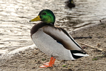 マガモ、 トム、 水鳥、 ビーチ、 湖、 肖像画、 可愛い、 立派な、 動物たち、 自然、 外側
