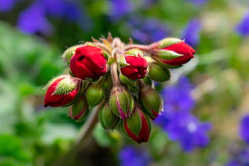 flowers, petals, beautiful Flowers, stem, flower Background, plants, buds, nature, bloom, flower Wallpaper, flora