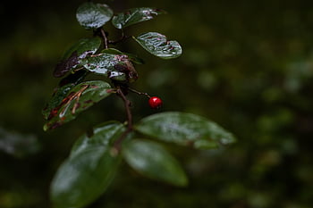 bær, vilde frugt, frugt, blade, natur, Skov, rød bær, løv, regndråber, rød, blad