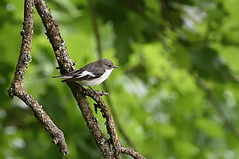 bird, european Pied Flycatcher, songbird, park, nature, ornithology, wildlife