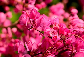 flowers, flower Background, buds, petals, beautiful Flowers, flora, flower Wallpaper, nature, red, tiny Flower