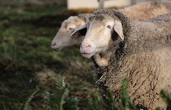 animal, sheep, nature, pasture, farm Animal, wool, mammal, species, fauna