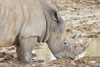 rhinoceros, animal, nature, wildlife, globe, environment, travel, fauna, earth, planet, zoo