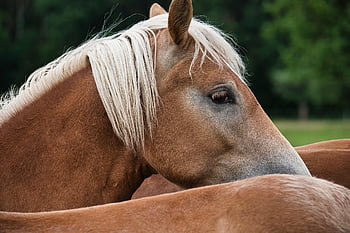 hafling, kůň, zvíře, Příroda, poník, hnědý, hříva, hlava koně, pferdeportrait