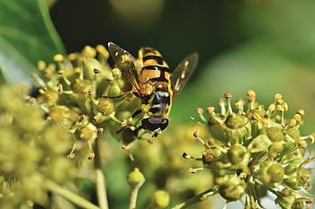 hoverfly, böcek, güzel çiçekler, çiçek, çiçek sineği, sifir sineği, hayvan, tozlaşma, tomurcuklar, bitki, bitki örtüsü