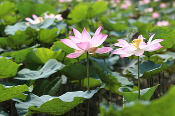 květiny, lotus, květinové pozadí, krásné květiny, rybník, okvětní lístky, vodní rostliny, flóra, botanika, květinové tapety, růžový