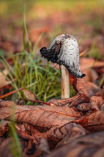 mushroom, nature, fall, forest, leaves, edible, poisonous, collect, still Life, macro, close Up