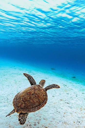 green Sea Turtle, green Turtle, sea Turtle, turtle, reptile, animal, sea, ocean, underwater, endangered Species, nature