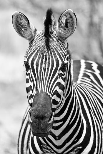 grayscale zebra, monochrome zebra, black and white stripes, zebra close-up, zebra portrait, animal photography, wildlife photography, zebra head, zebra face, zebra ears, zebra nose