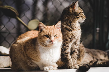 Tier, Katze, katzenartig, Säugetier, Kätzchen, Haustier, Natur, Haustiere, Pelz, Schnurrhaare