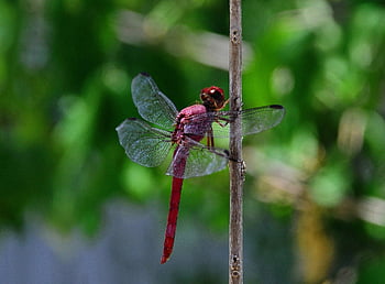 dragonfly, insect, nature, entomology, wings, species, wildlife