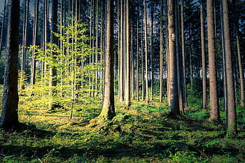 les, kmen stromu, podzimní listí, listy, listnatý strom, lesní podlaha, Příroda, dřevo, strom, kmen, krajina