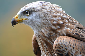 Bílý a hnědý orel, Majestic Eagle, zřetelné peří, pronikavý pohled, Podrobný pohled, fotografování ptáků, fotografování divoké zvěře, fotografování přírody, orlí peří, Eagle pohled, orel portrét