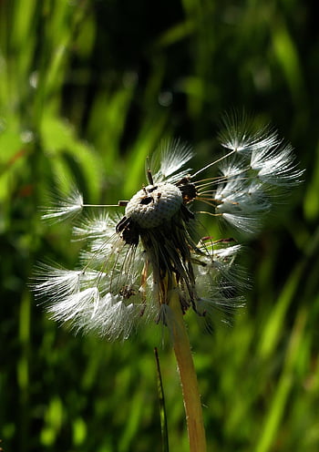 dandelion, seeds, flower Background, beautiful Flowers, faded, seed Head, flower, bloom, flower Wallpaper, plant, meadow