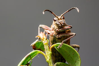 kumbang longhorn berbintik hitam, kumbang, serangga, hama, hewan, kecil, invertebrata, arthropoda, margasatwa, alam, makro