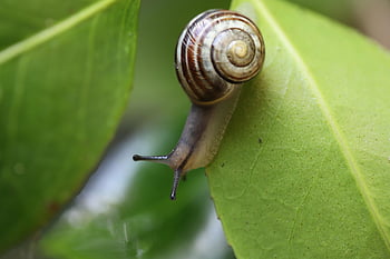 hlemýžď, Banded šnek, zahradní šnek, shell, senzor, volně žijících živočichů, Příroda, zvíře, zelený list, spirála