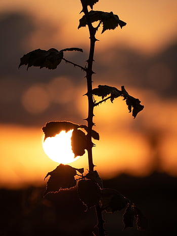 sunset, nature, dusk, light, sun, landscape