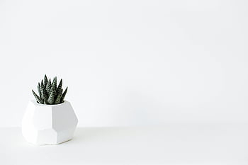 grønn kaktus plante, hvit krukke, minimalistisk bakgrunn, geometrisk gryte, Stilig gryte, hvit bakgrunn, innendørs plante, saftig plante, moderne innredning, liten kaktus, Hvit geometrisk gryte