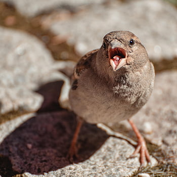moineau, oiseau, animal, observation des oiseaux, ornithologie, faune, la nature, aviaire