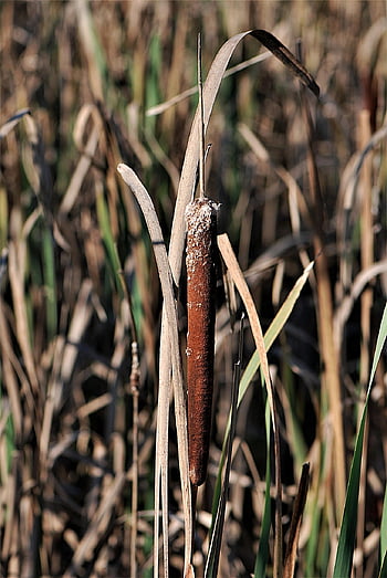 cattail, lampenputzer, rákos, rybník rostlina, trubkové pístové skleníky