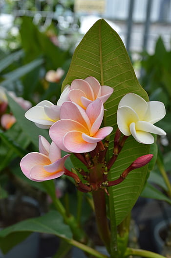flower, plant, hawaii, flower Wallpaper, beautiful Flowers, nature, flower Background, leaf