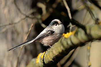 dlouho-sledoval tit, Příroda, peří, fronta, pták