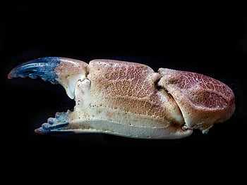 pincers, claw, crab, crustacean, shellfish, seafood, pattern, crab-claw, nipper, texture