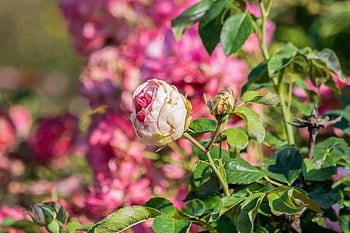 flower, garden, flowers, nature, beautiful Flowers, flower Background, flower Wallpaper, blooms At
