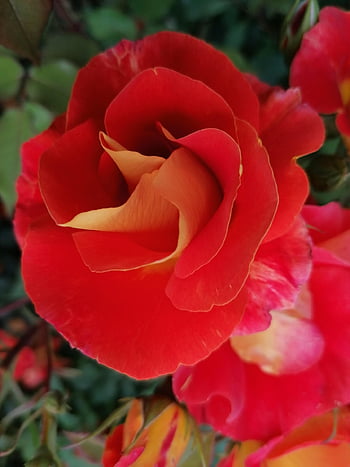 rose, flowers, red