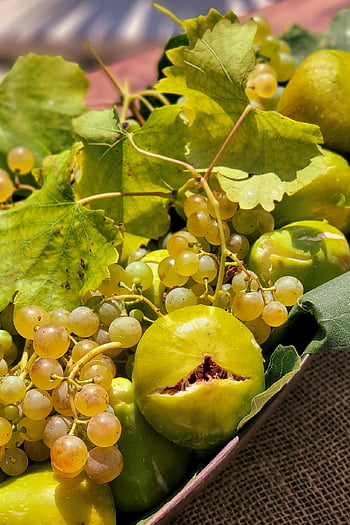 figs, green Figs, grapes, green Grape, fruit, ripe, juicy, sweet, fresh, healthy, tasty