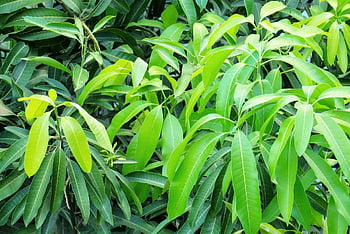 greens, leaves, green Leaves, mango Tree, mango Leaves, tree, leaf, nature, texture, environment, watercolor
