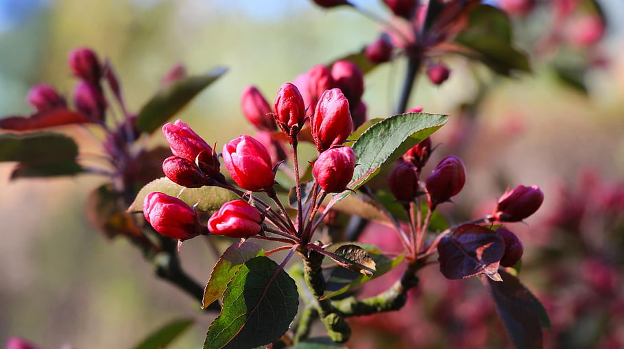 spring, pink, buds, growth, botany, hd Wallpaper, wallpaper, nature