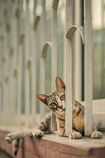 Nysgerrig tabby kat, vinduestænger, Feline intriger, tabby kat, nysgerrig kat, vindue visning, Kat gennem søjler, Feline nysgerrighed, Katskør, Kat bag søjler, Kat kigger gennem vinduet