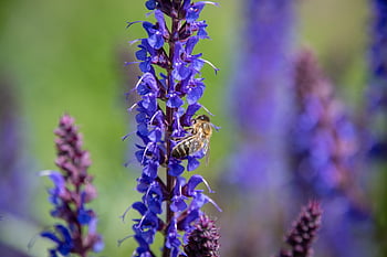 včela, včelí med, okřídlený hmyz, apis mellifera, opylit, nektar, pyl, entomologie, modré květy, modré okvětní lístky, hmyzí pozadí
