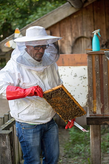 beekeeper, bees, honeycomb, honey, bug, beekeeping, honeybees, insects
