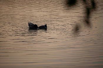 duck, bird, waterfowl, water Bird, plumage, feathers, beak, swim, water, animal World, lake