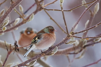 nature, winter, bird, chaffinch, frost, ornithology, species, fauna, avian, animal, wildlife
