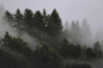 foggy forest, mist-covered forest, tall coniferous trees, thick fog, serene view, forest mist, coniferous trees, foggy landscape, forest atmosphere, natural scenery, misty woods