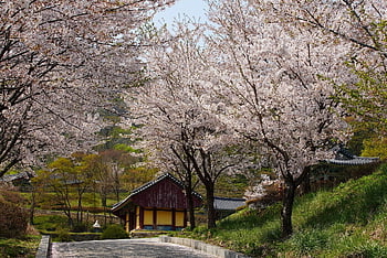 Corea, tempio, fiore, natura, sezione, paesaggio, bellissimi fiori, Repubblica di Corea, buddismo, viaggio, turismo